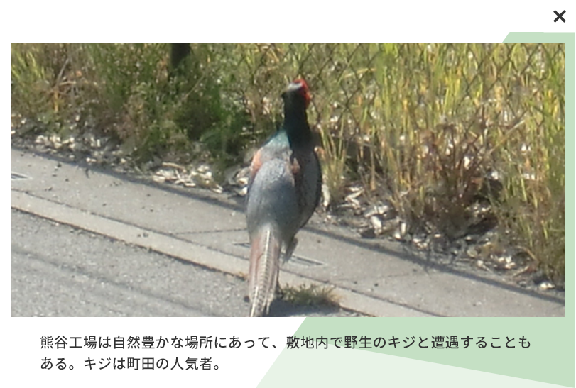 熊谷工場は自然豊かな場所にあって、敷地内で野生のキジと遭遇することもある。キジは町田の人気者。